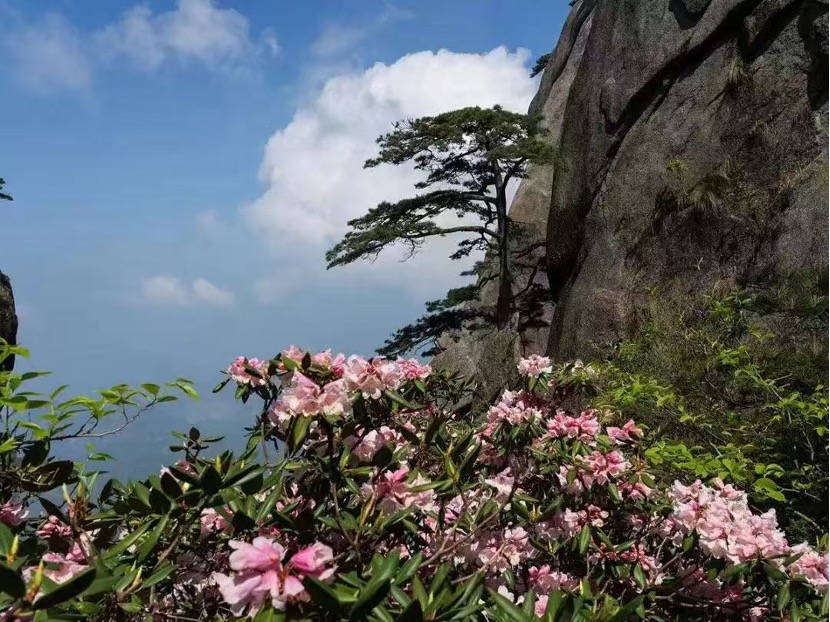 Among the Mountains, One Glance Feels Eternal | Don’t Miss Tianzhushan’s Flowers This May!